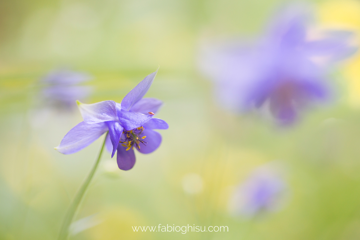 📷 Workshop fotografico in Trentino su macro e paesaggio