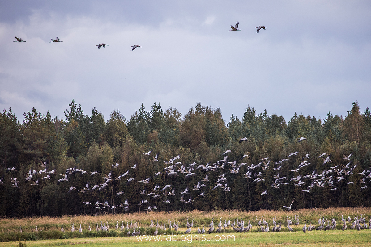 📷 Naturalistic tour in South Finland