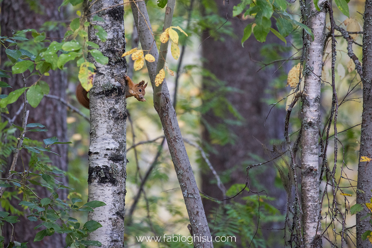 📷 Naturalistic tour in South Finland