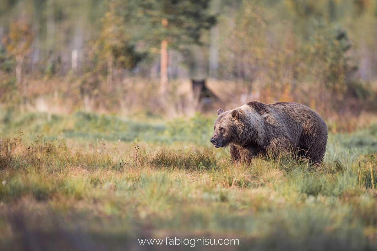 📷 Naturalistic tour in South Finland