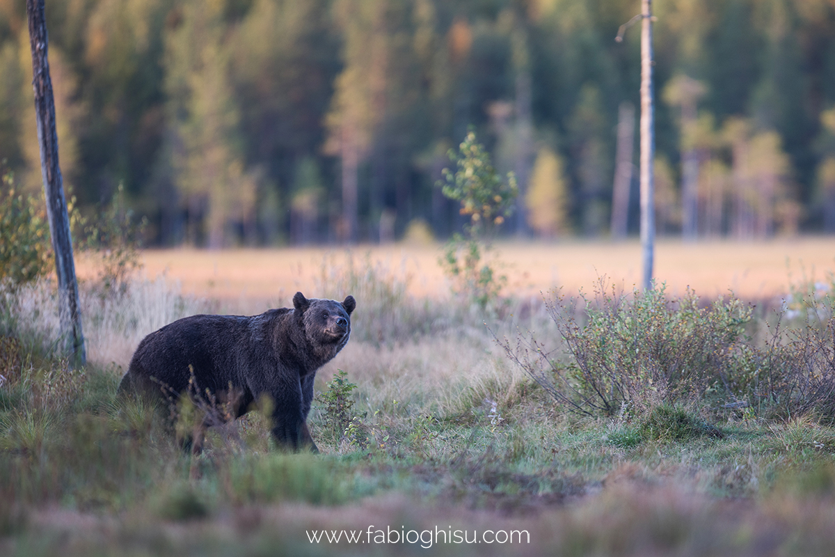 📷 Naturalistic tour in South Finland