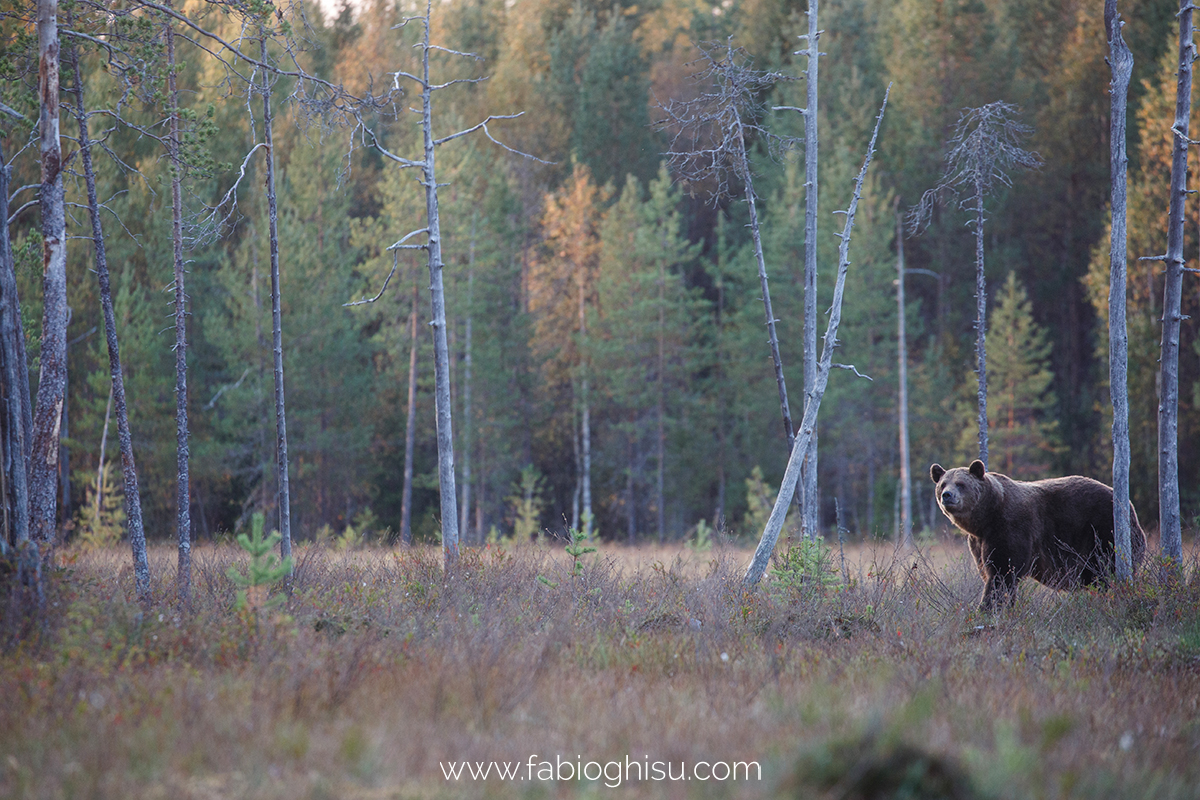 📷 Naturalistic tour in South Finland