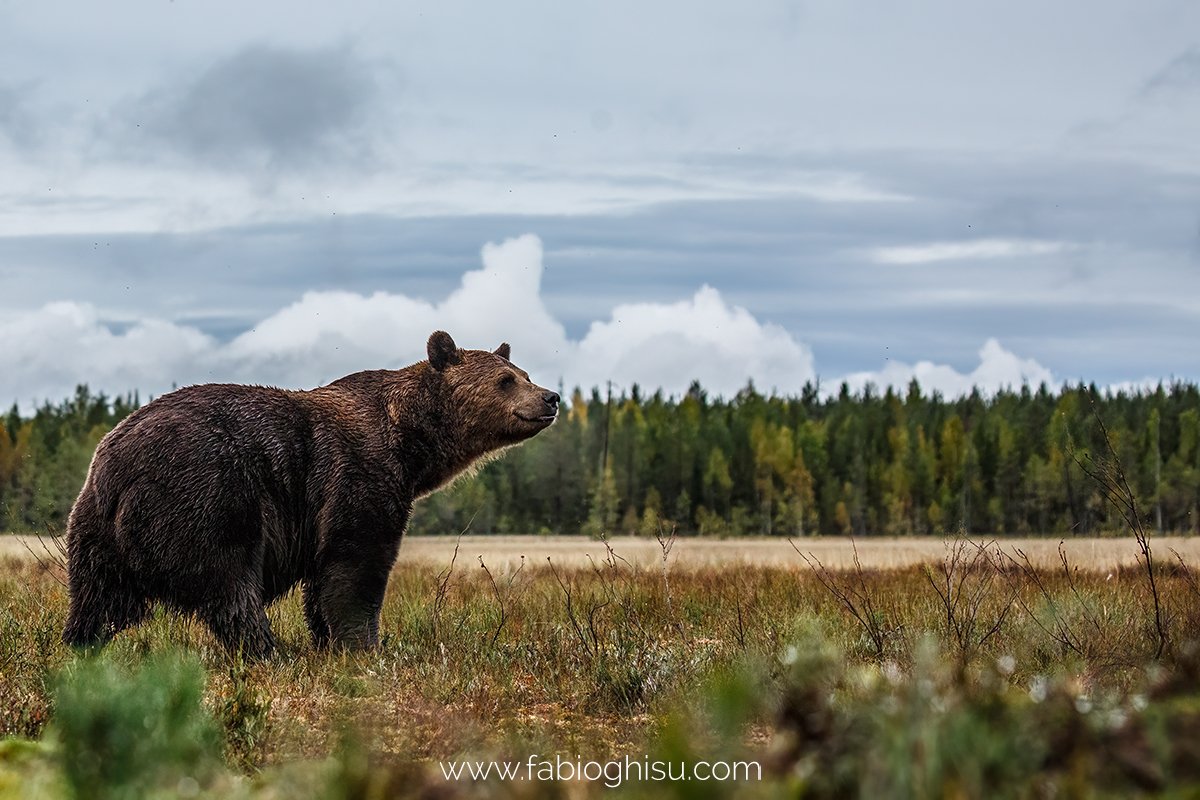 📷 Naturalistic tour in South Finland