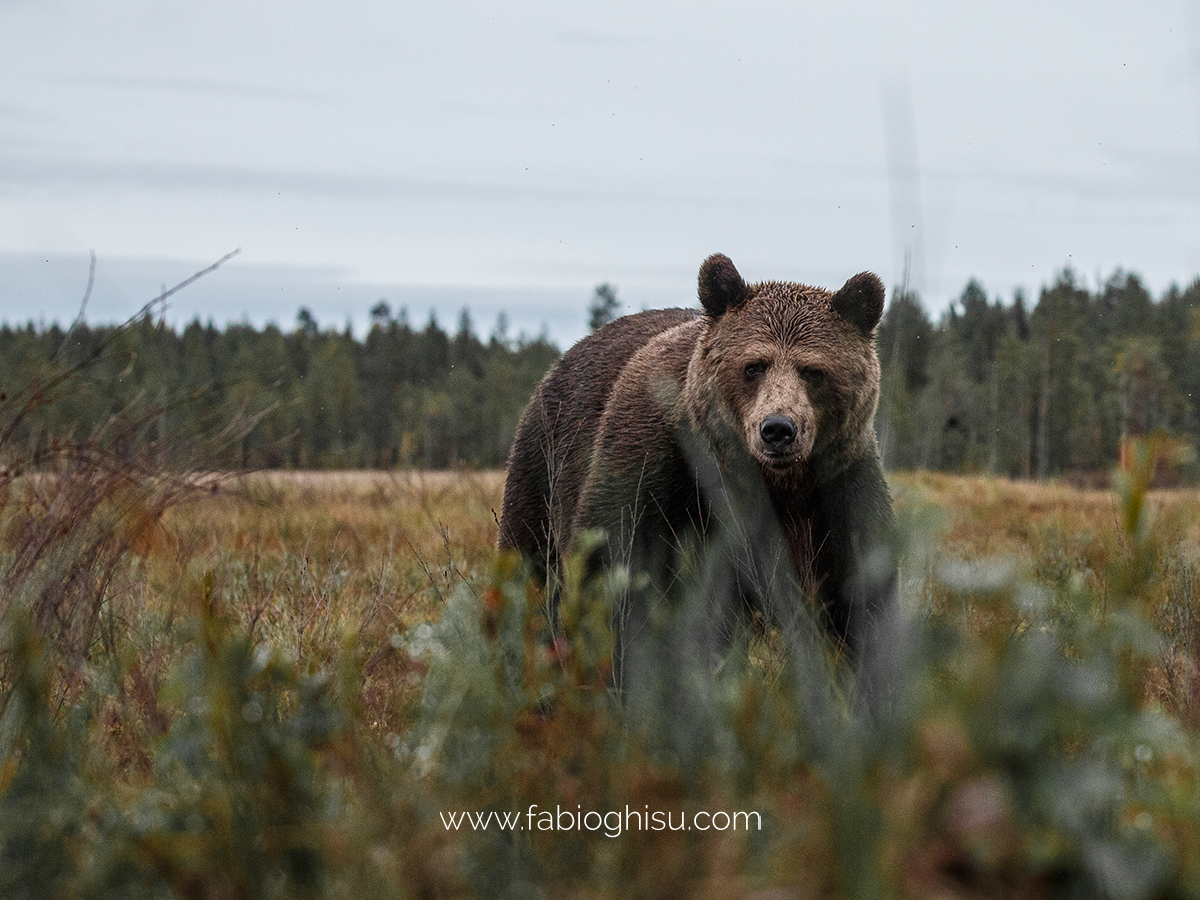 📷 Naturalistic tour in South Finland