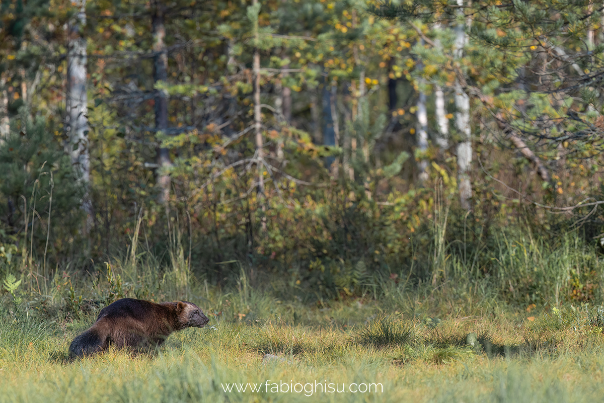 📷 Naturalistic tour in South Finland