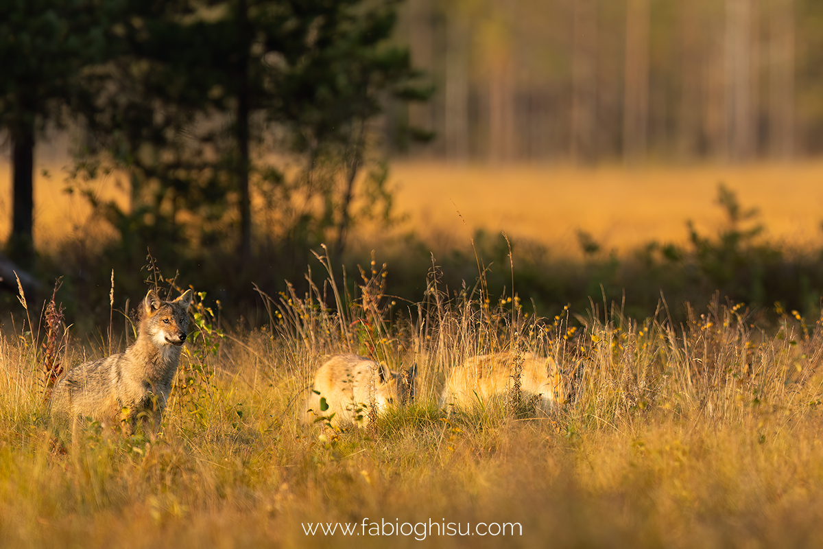 📷 Naturalistic tour in South Finland