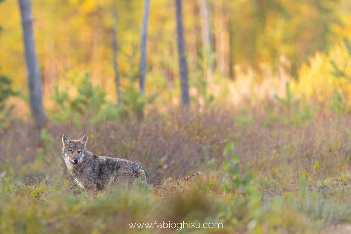 📷 Naturalistic tour in South Finland