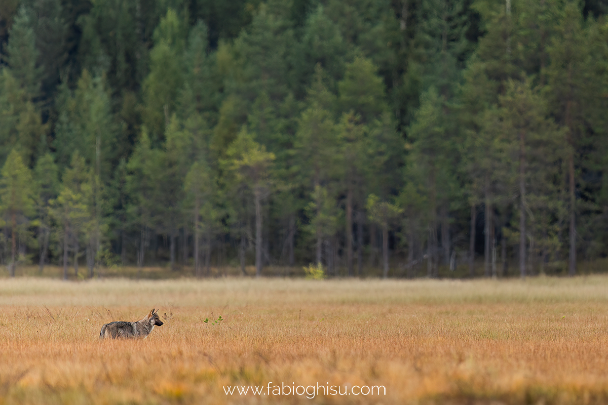 📷 Naturalistic tour in South Finland