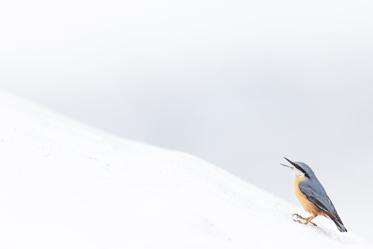 📷 Naturalistic tour in Switzerland