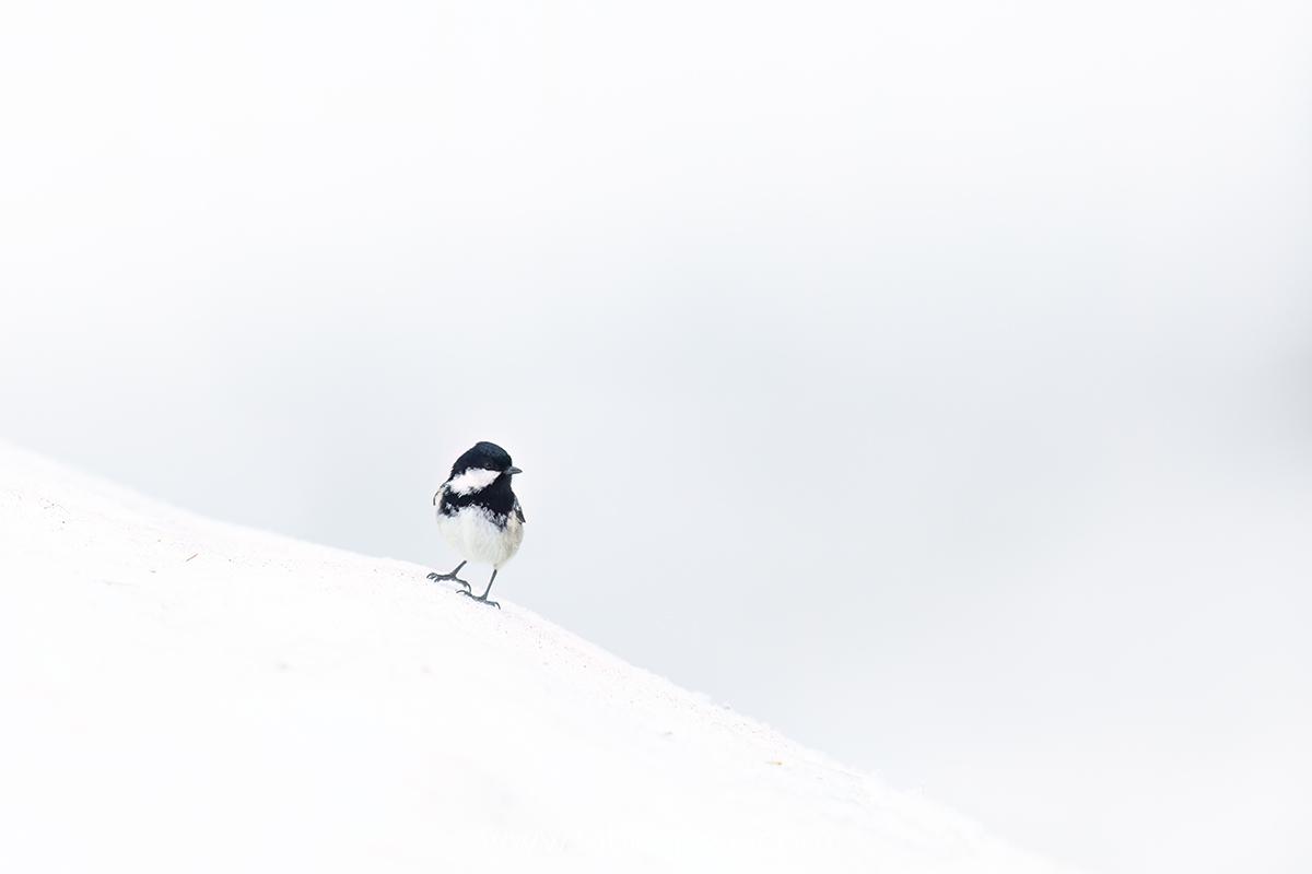 📷 Naturalistic tour in Switzerland