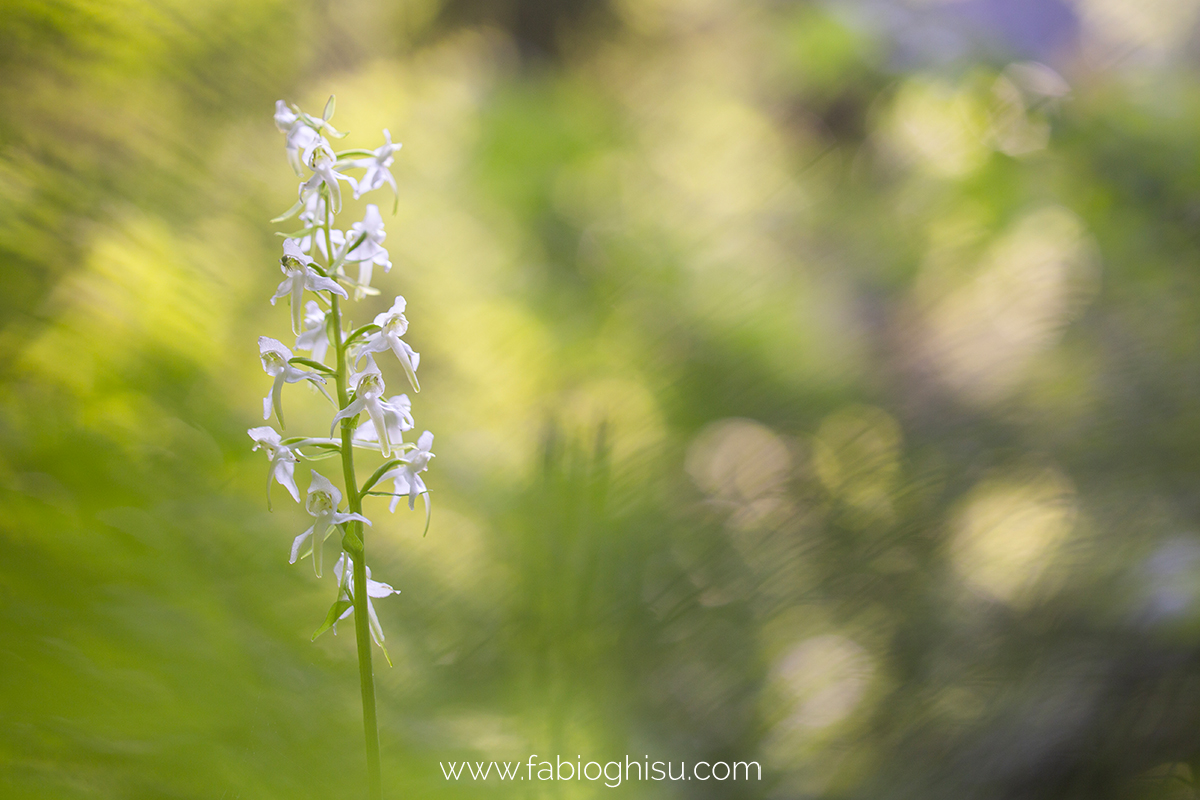 📷 Workshop fotografico in Trentino su macro e paesaggio