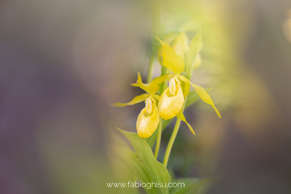 Cypripedium calceolus