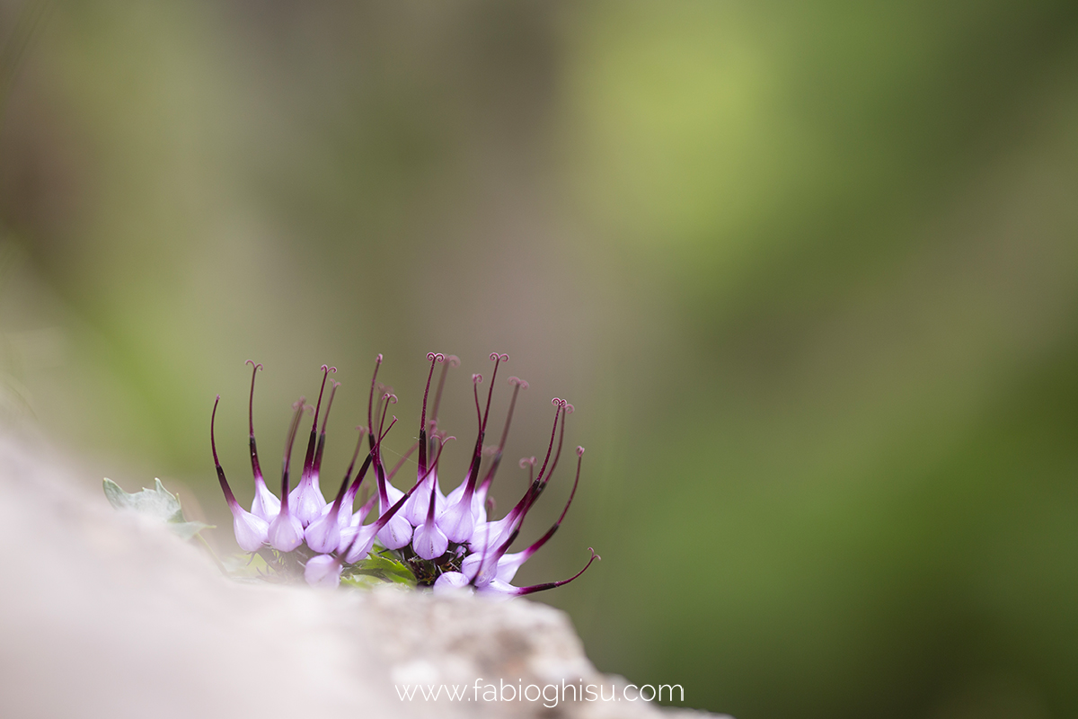 📷 Workshop fotografico in Trentino su macro e paesaggio