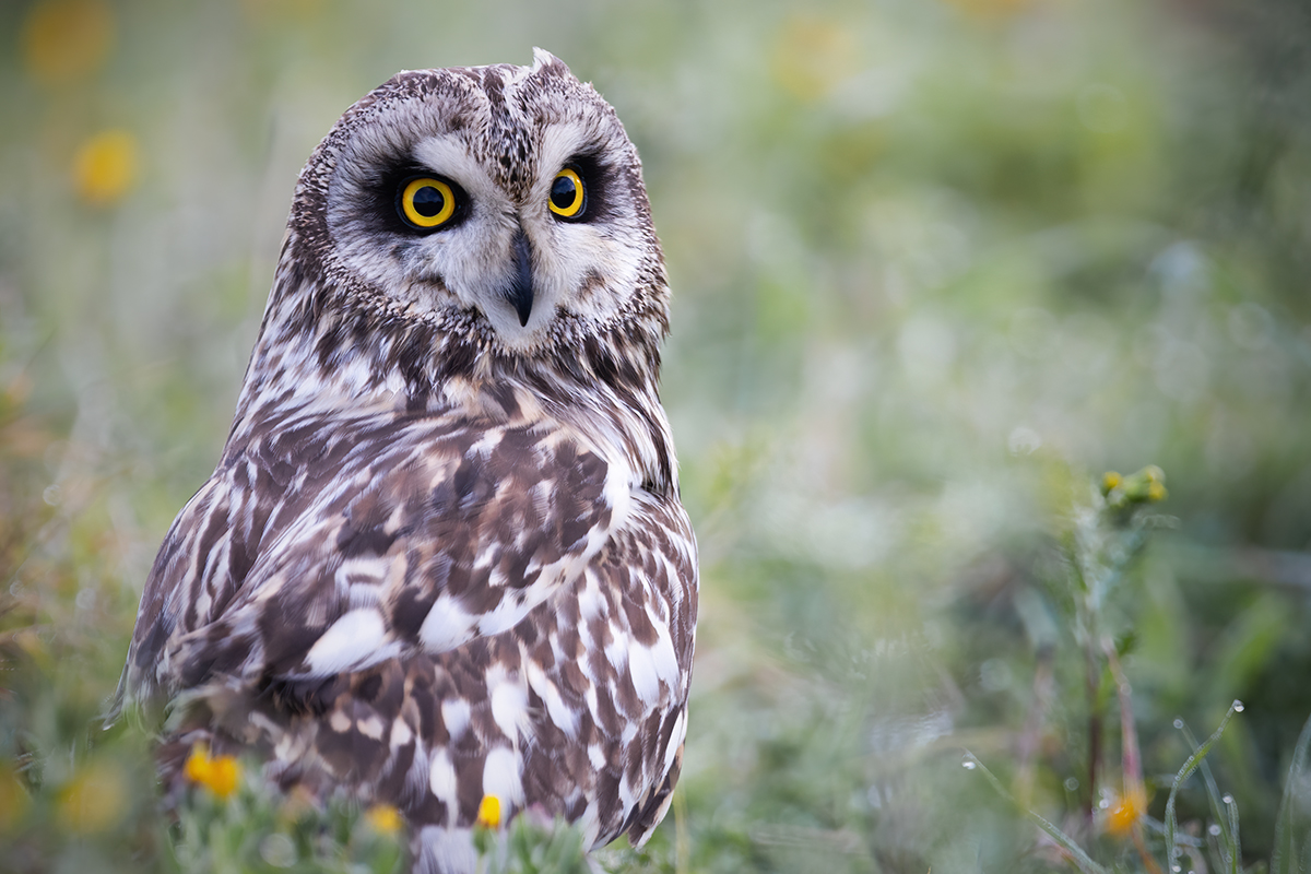 short-eared owl