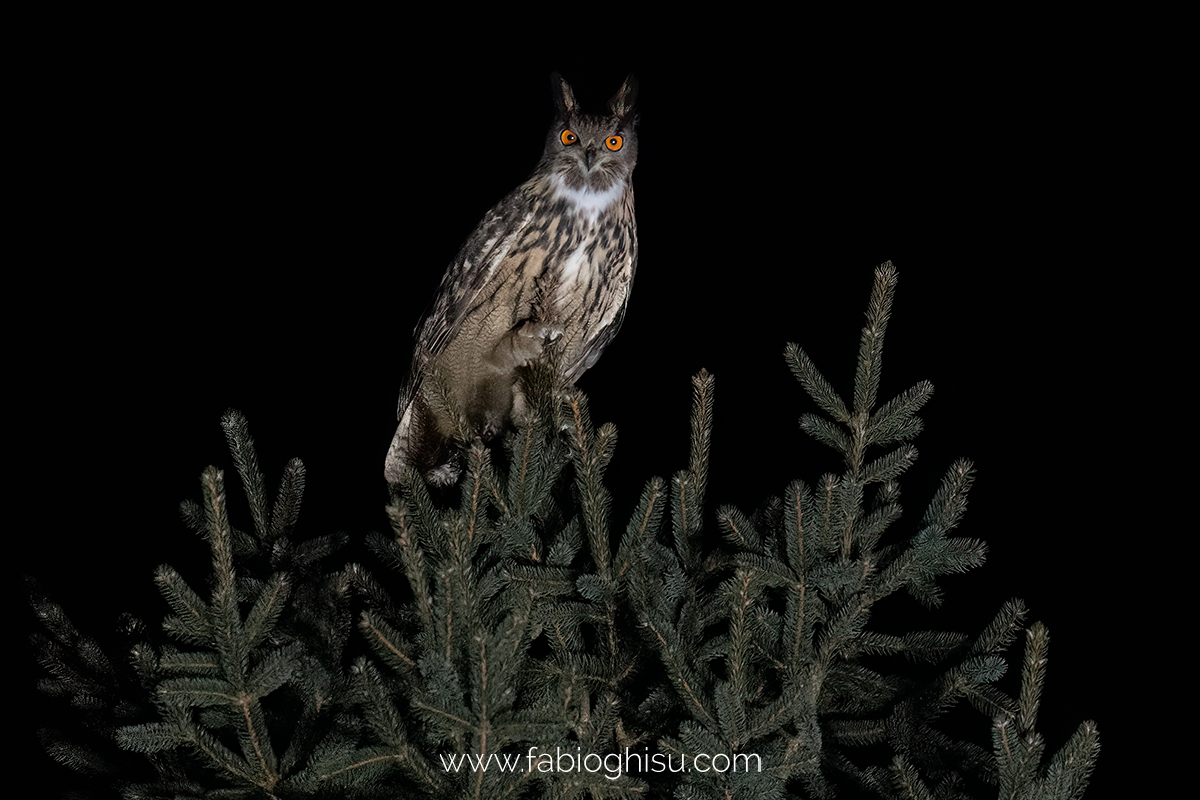 Eagle-owl