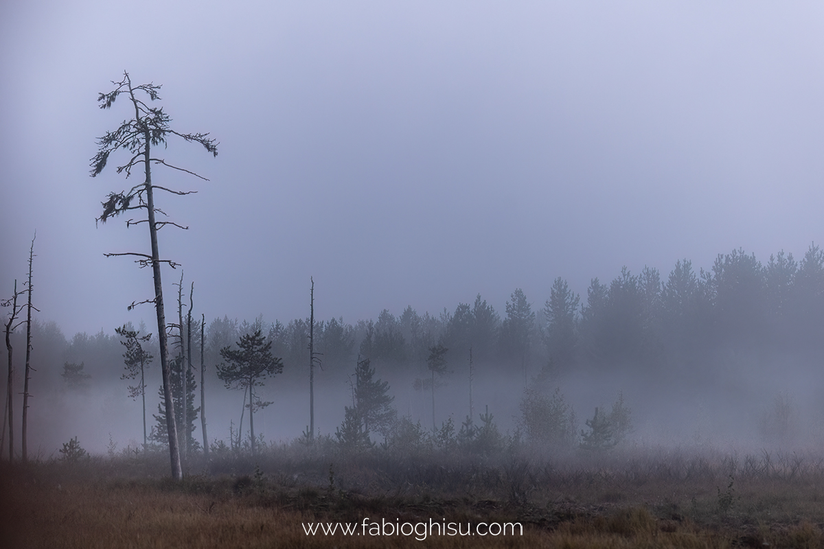 📷 Naturalistic tour in South Finland