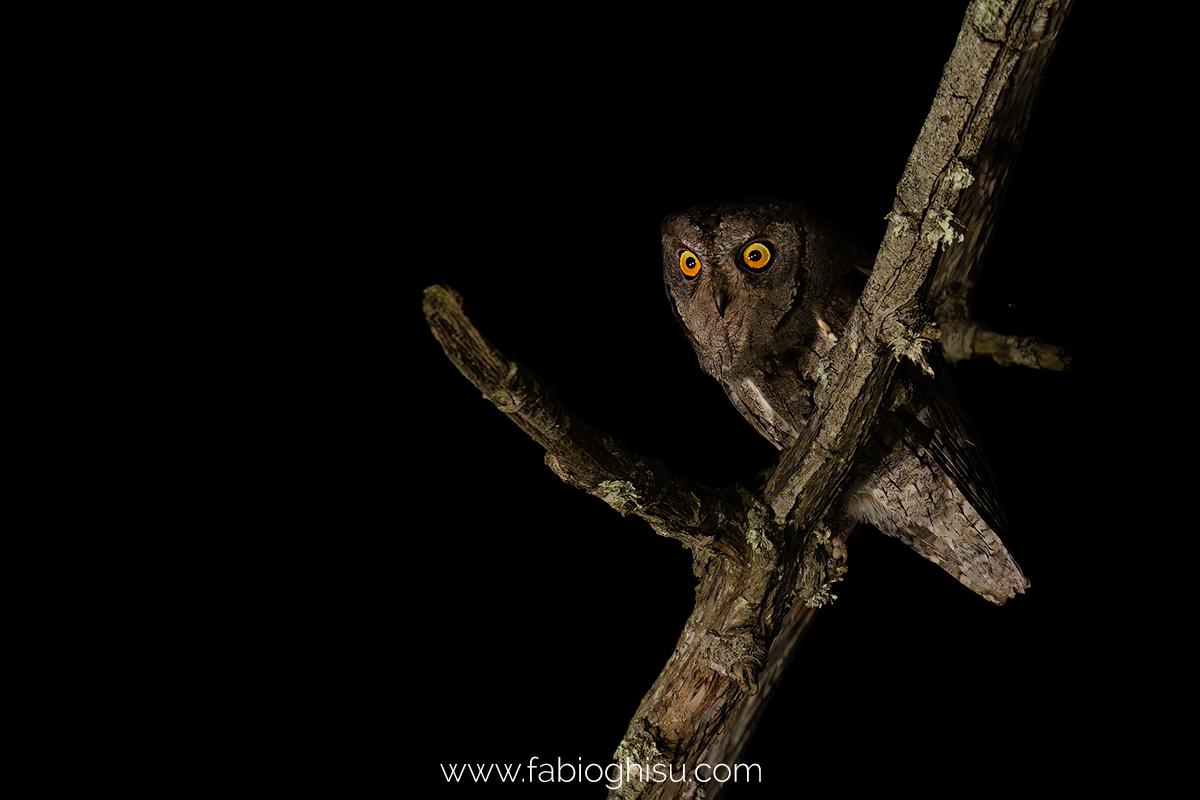 Scops owl