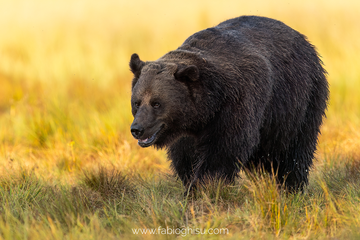 Brown bear